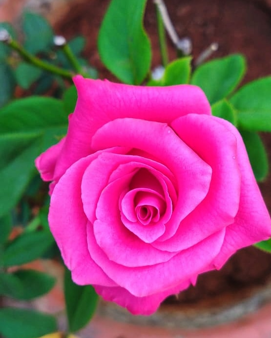 pink rose