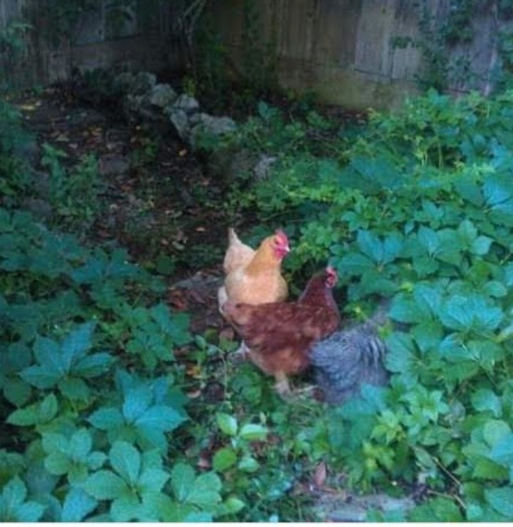 Just US Chickens
