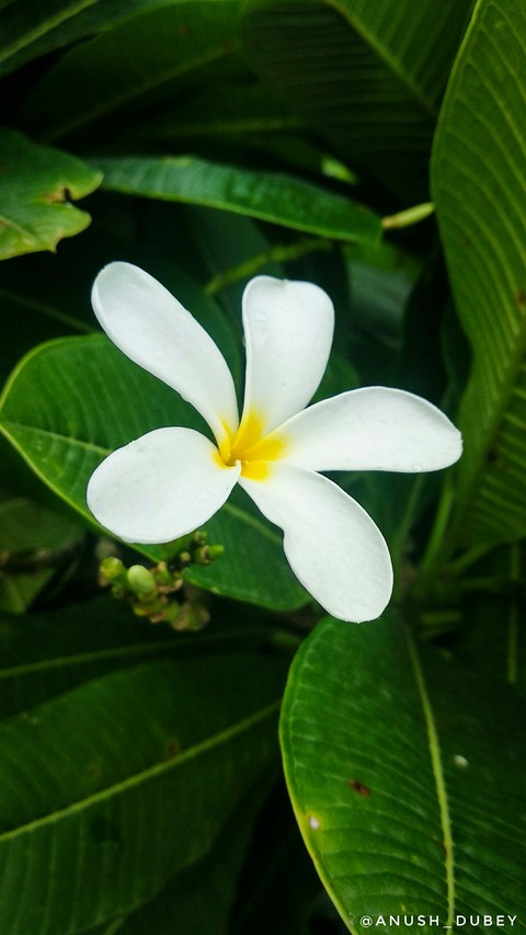 green, 壁纸壁纸