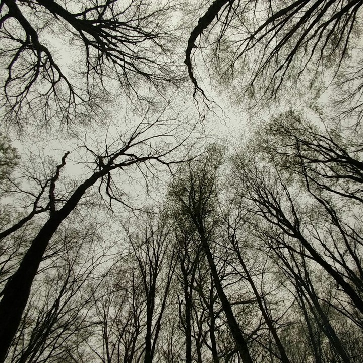 The cloudly Jungel