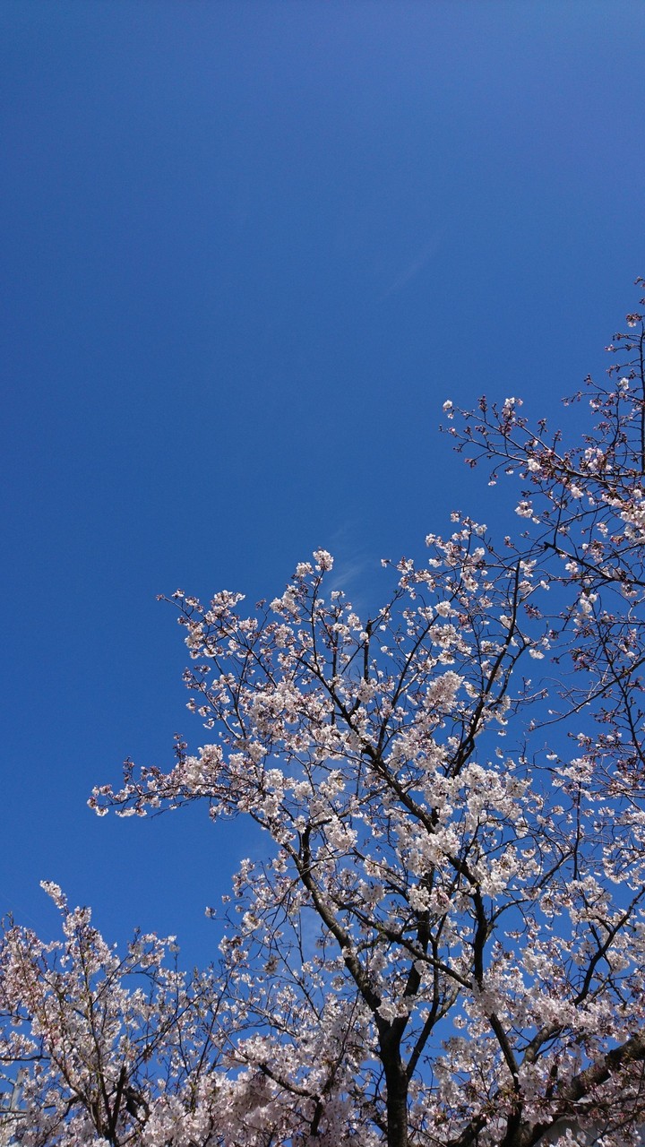 cherry trees in Japan
