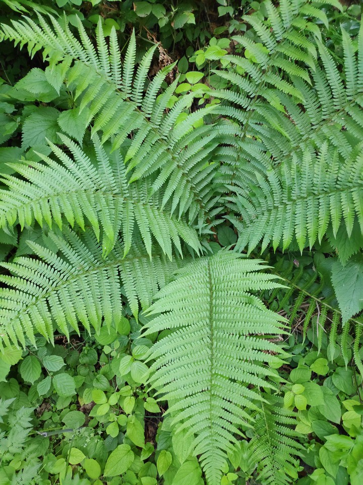forest