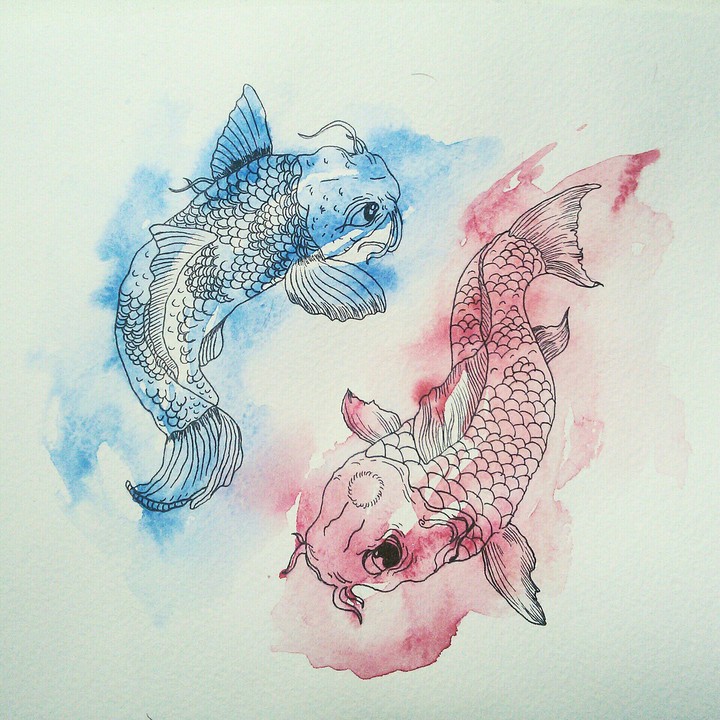 Koi
