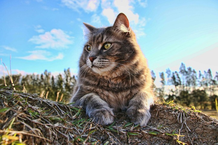 cat