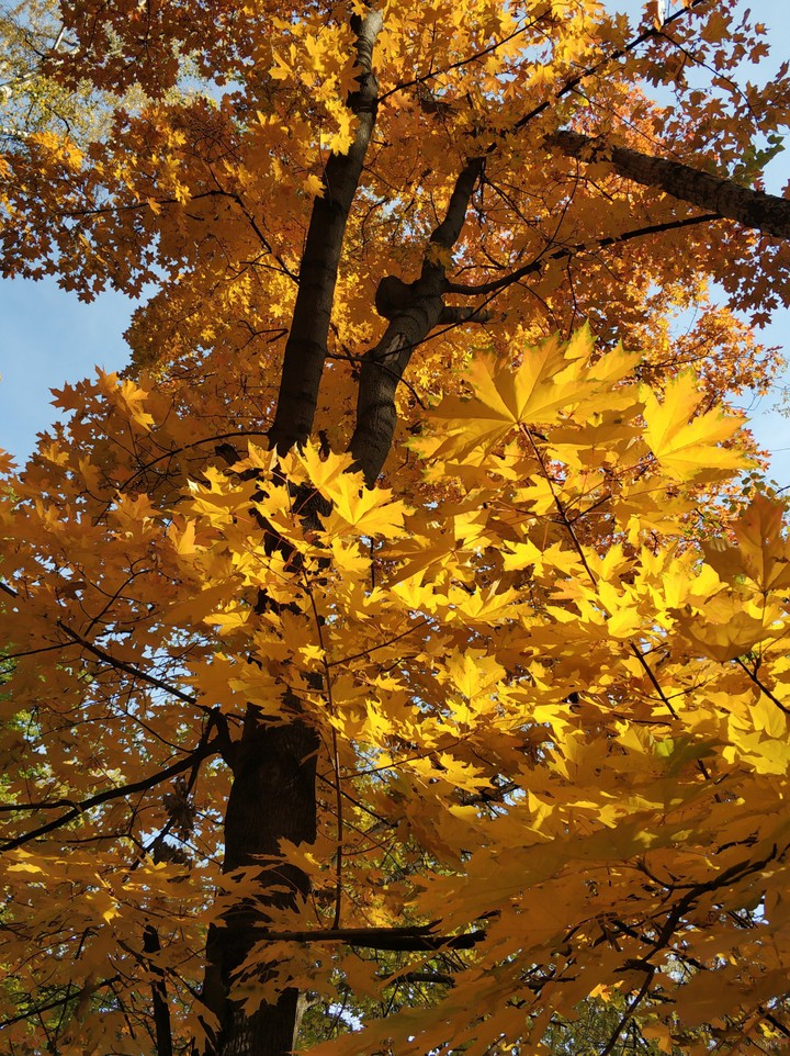 yellow tree