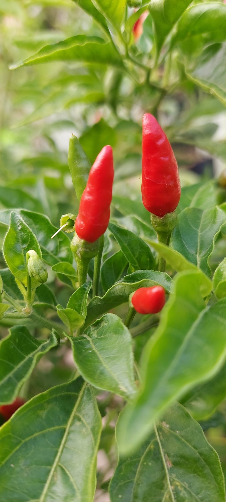 Red Chilly