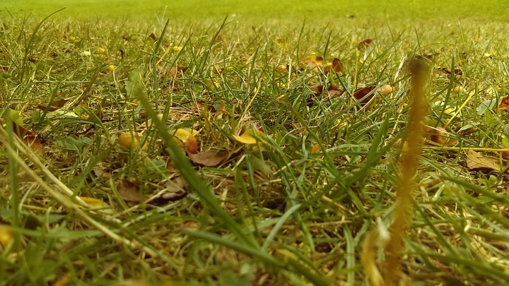 grassy field