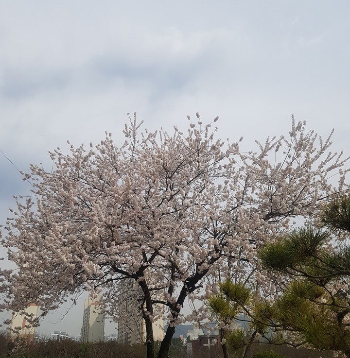 벗꽃