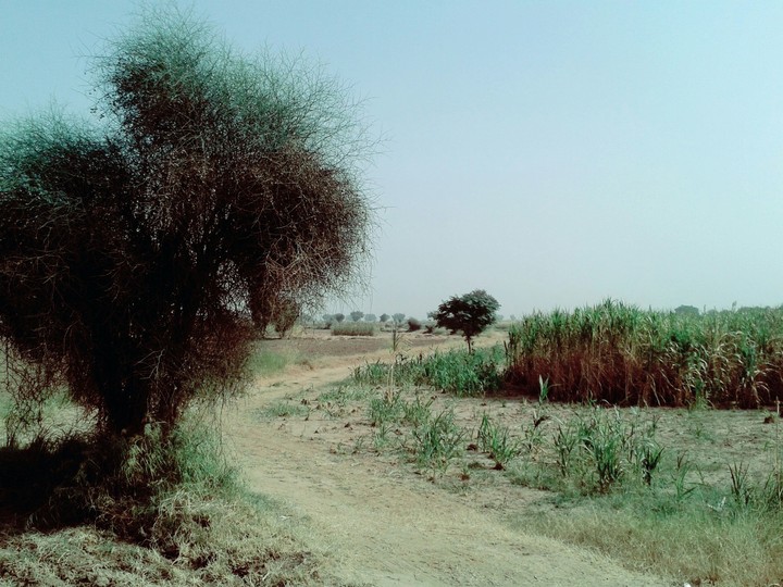 FarmLand.. Clear Sky.. Full sIlence..