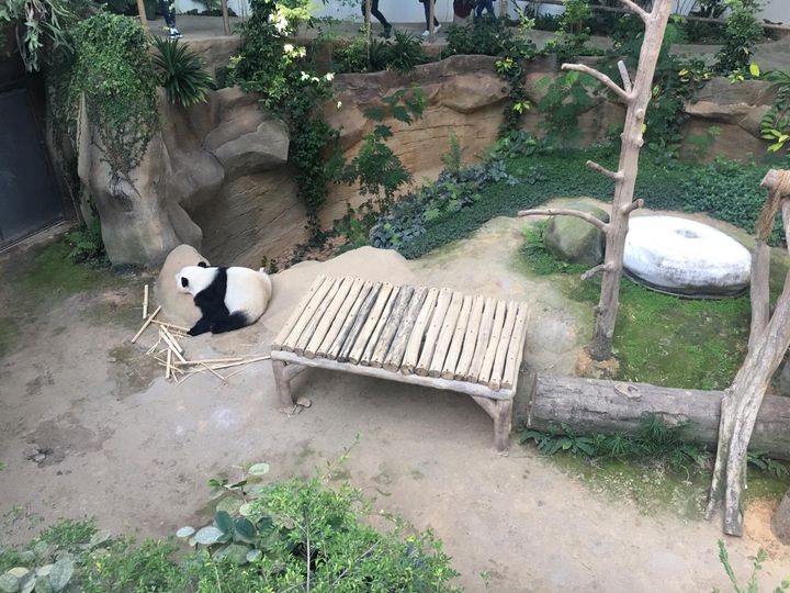 Panda chilling in his hood.