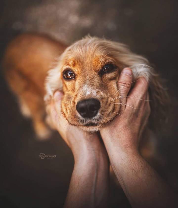 amor