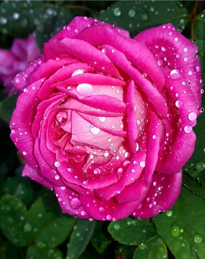 macro