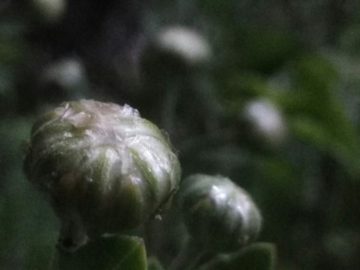 mushroom