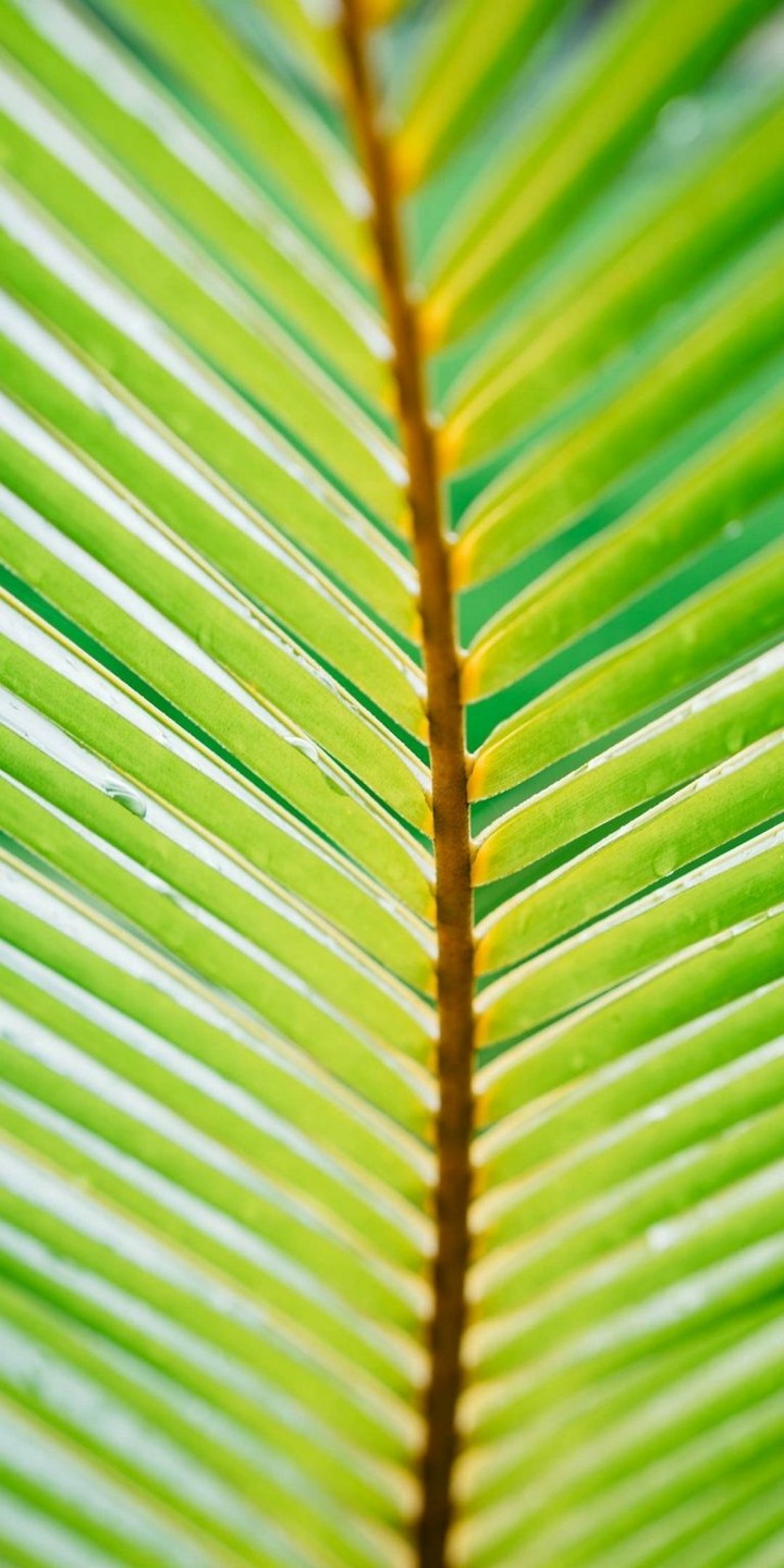 wallpaper