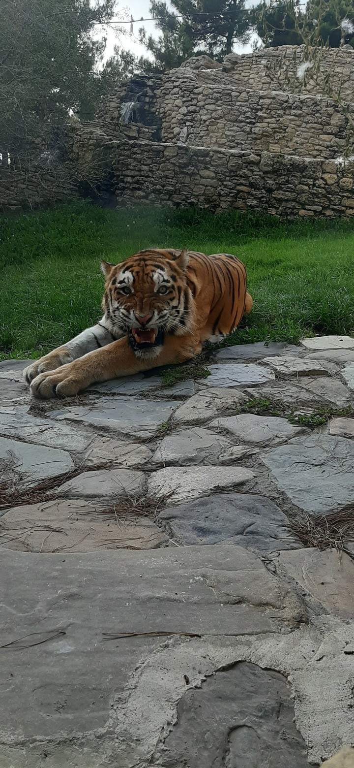 tiger