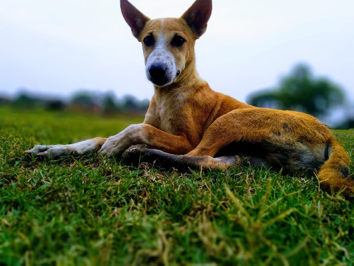 Dog