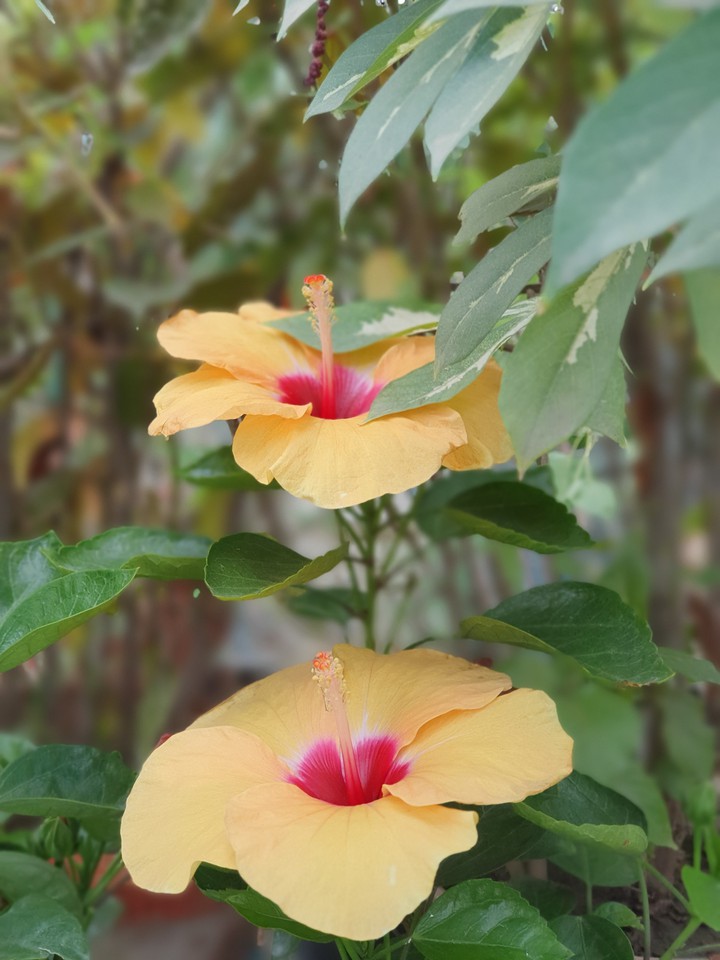 flowers