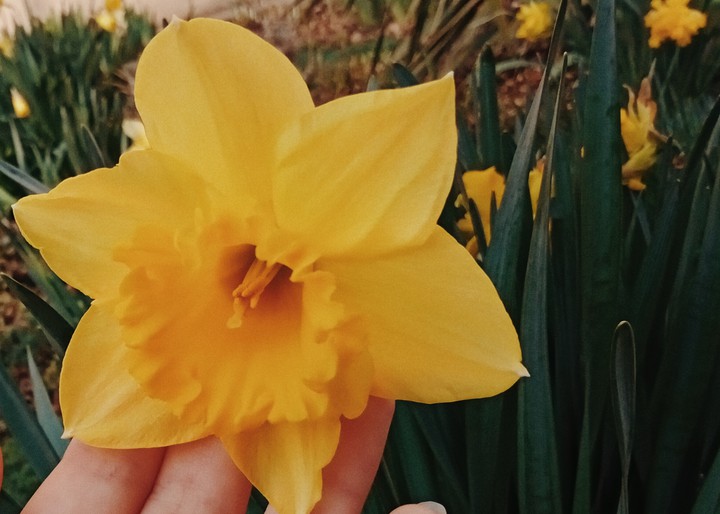 In garden