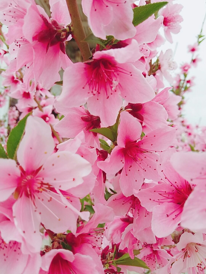 pink blossoms