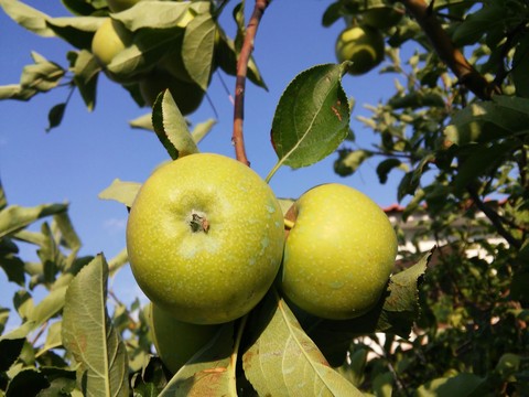 Apples in Greece