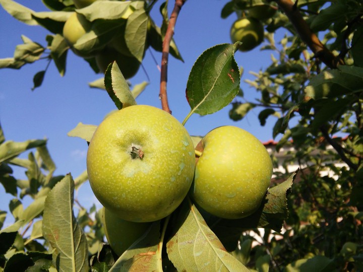 Apples in Greece