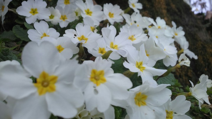 white flowers