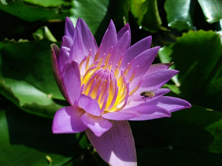Lilly