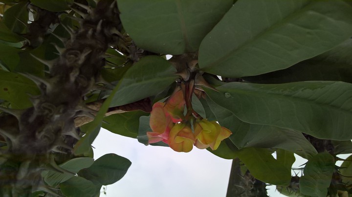 My flowers