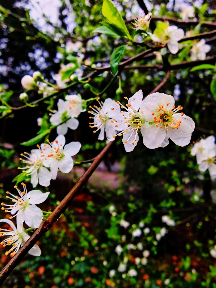 Flower stalk