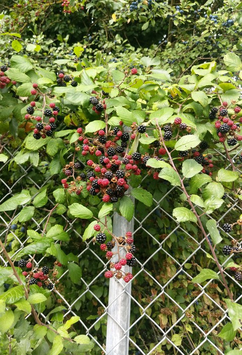 wild berries