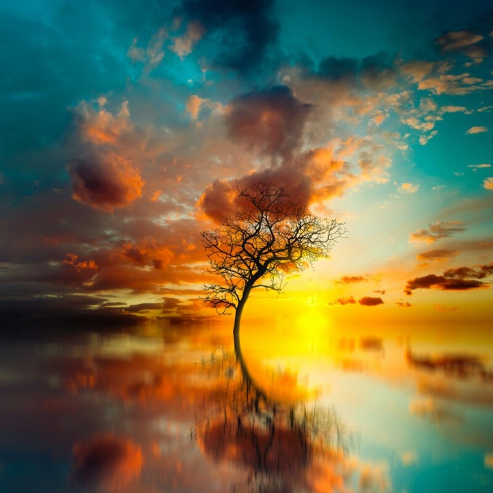 tree