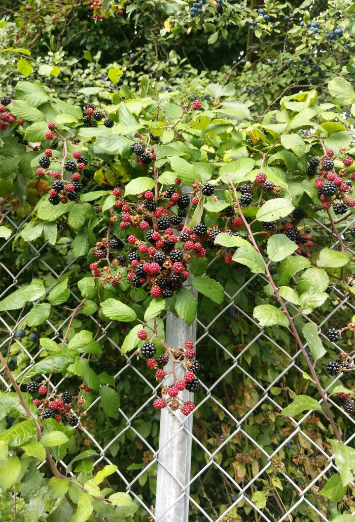 wild berries