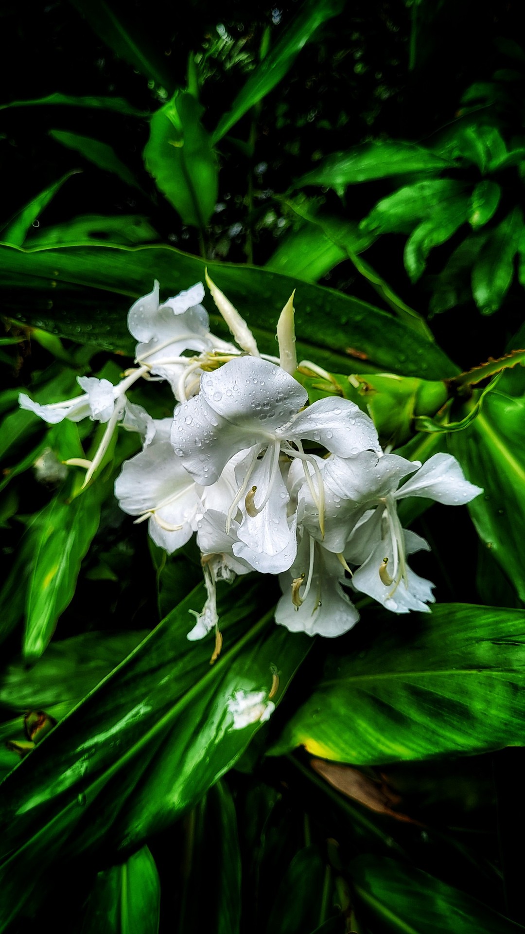 sfondi pedicel, lily