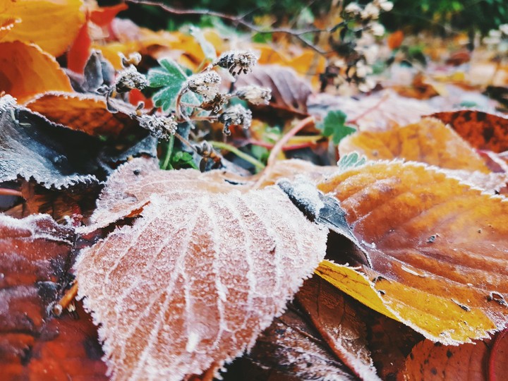 Frosty