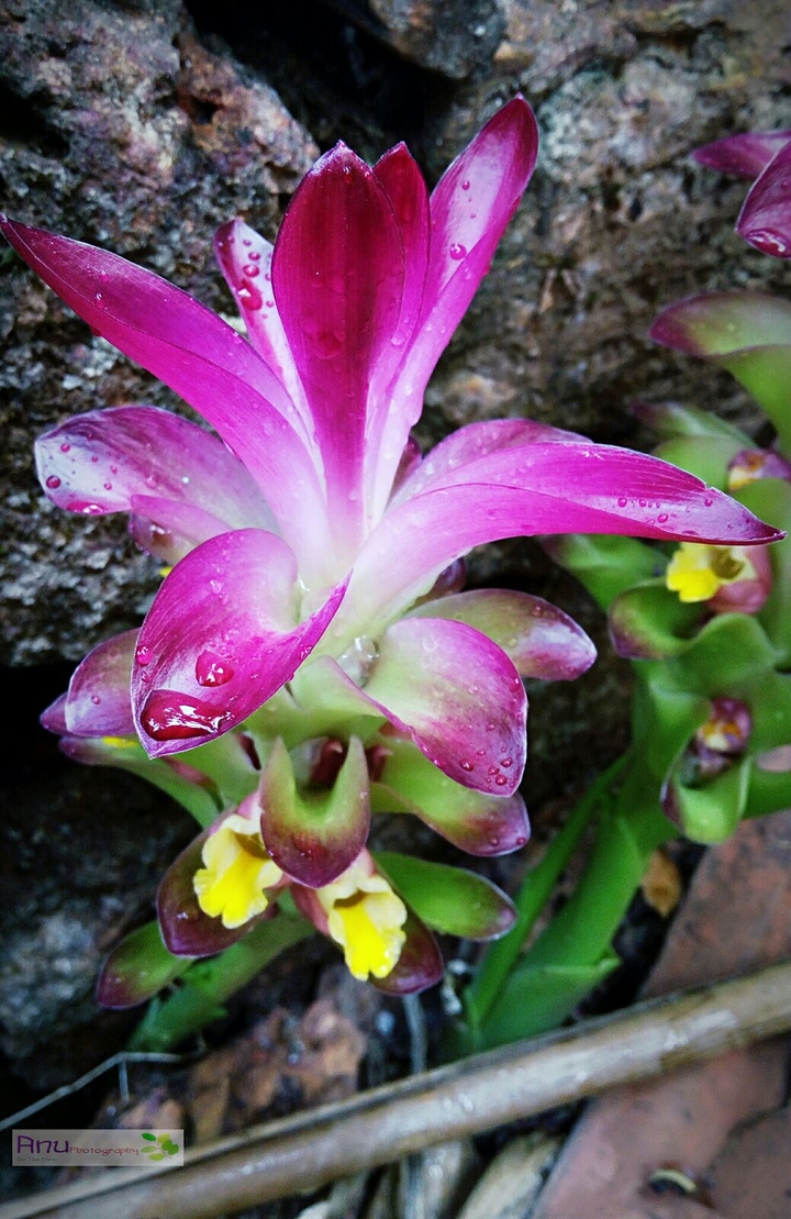 Anu Photography