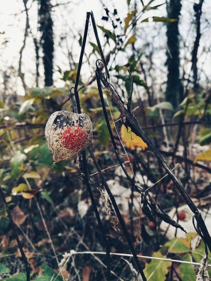 красивейший физалис