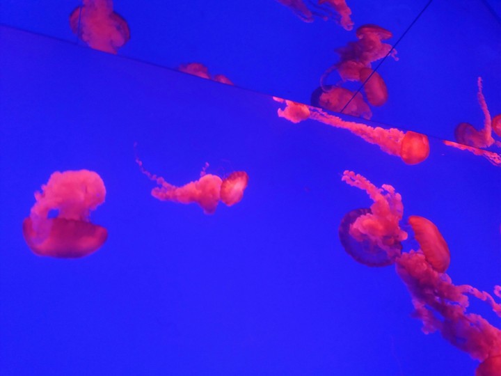 jellyfish