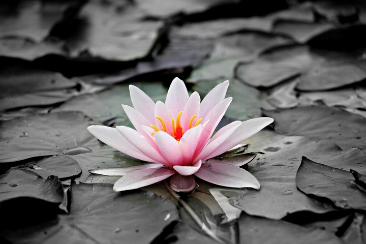 flower4