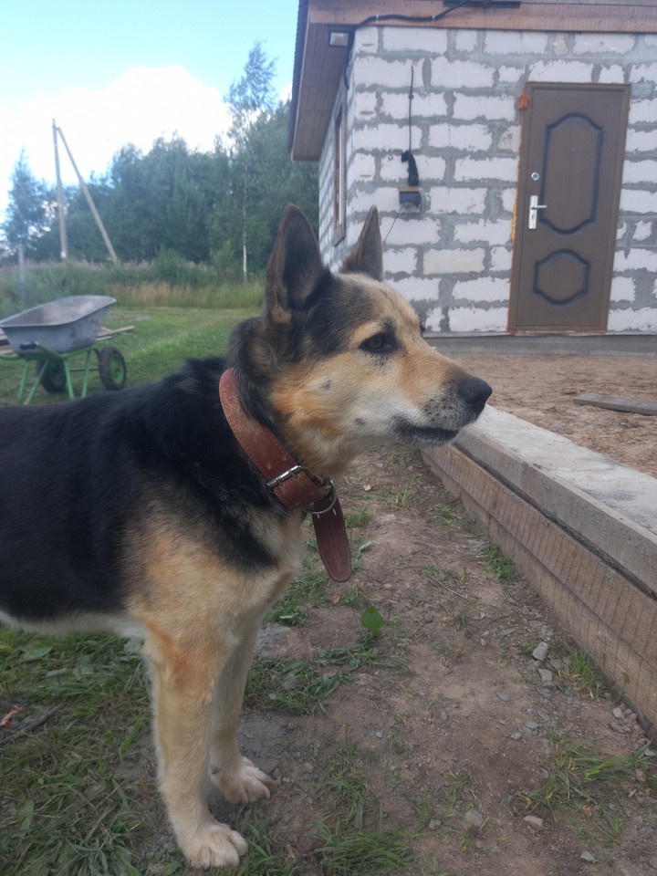 собака
