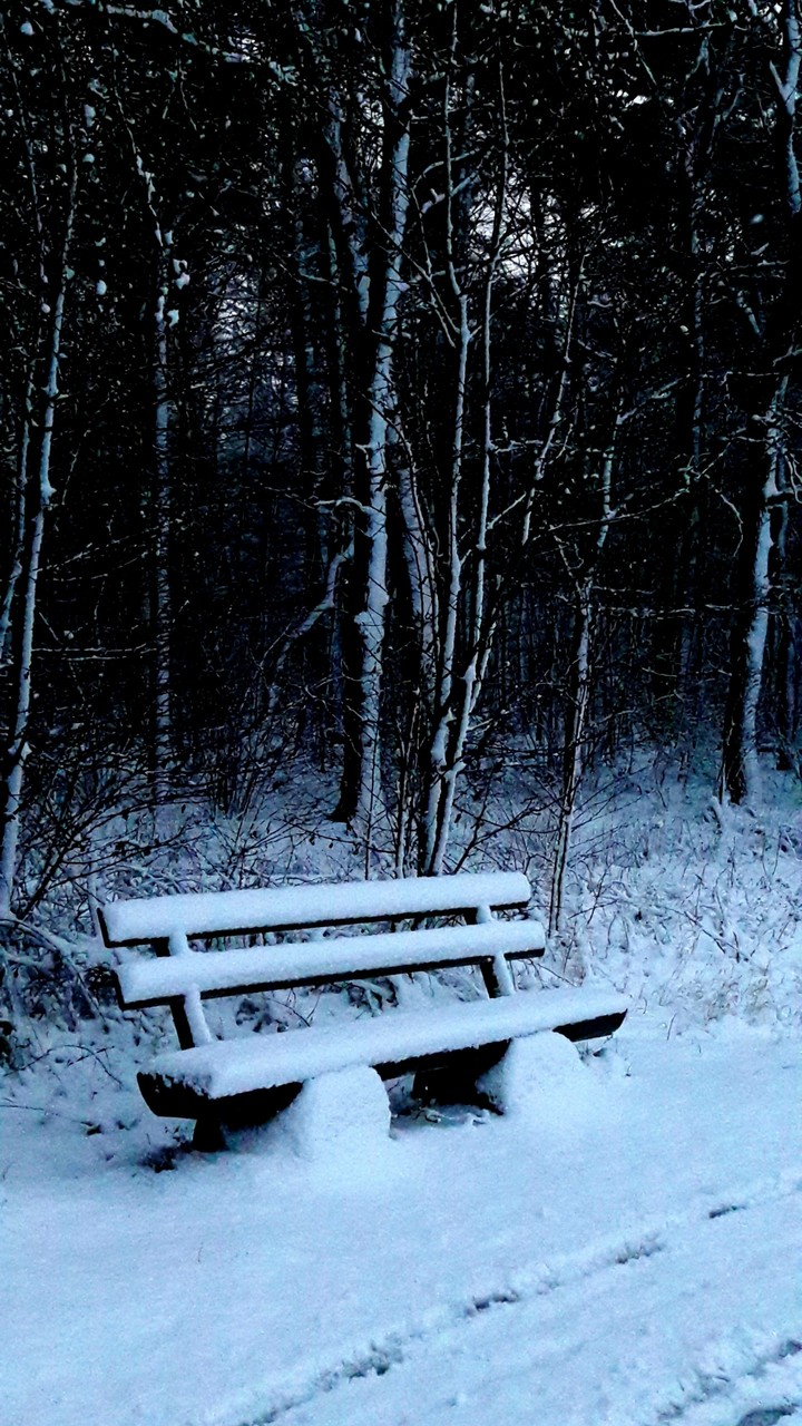 bench in winter