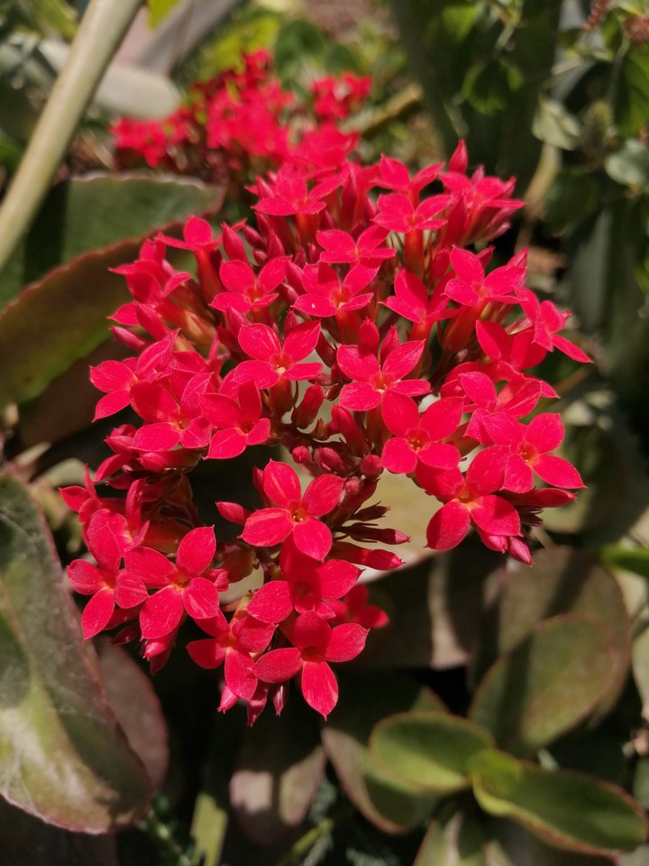 mi jardín