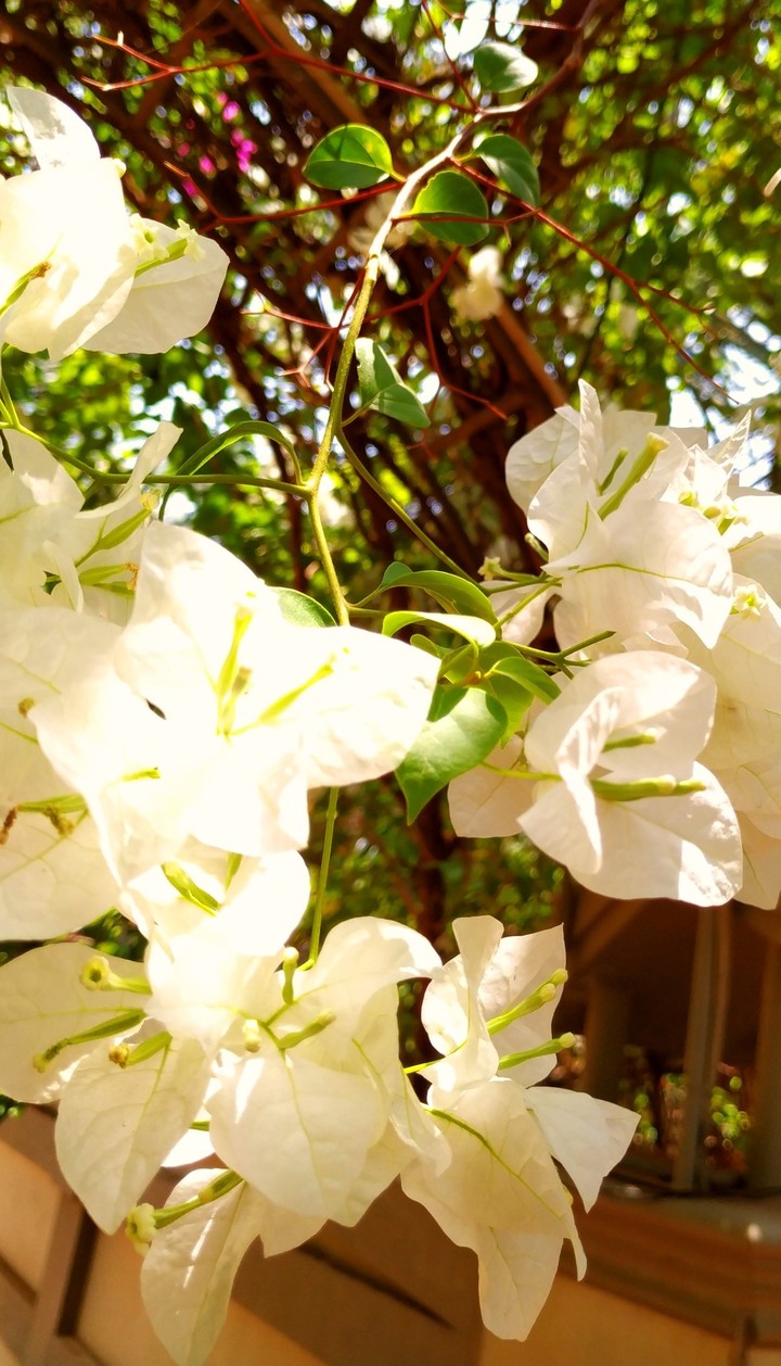 White beuty
