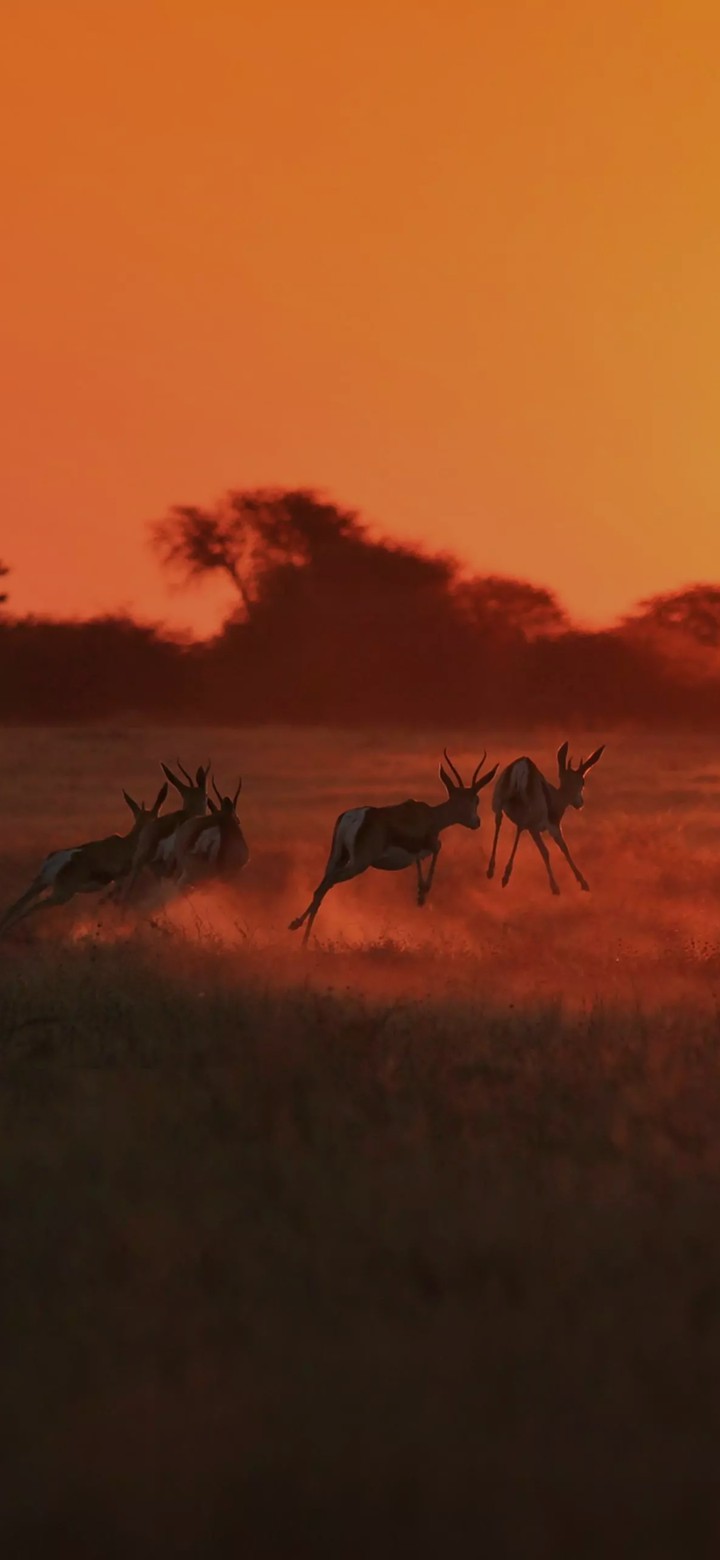 Animals