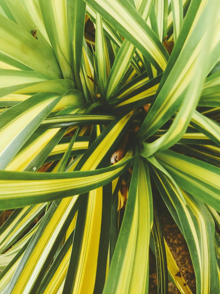 plants
