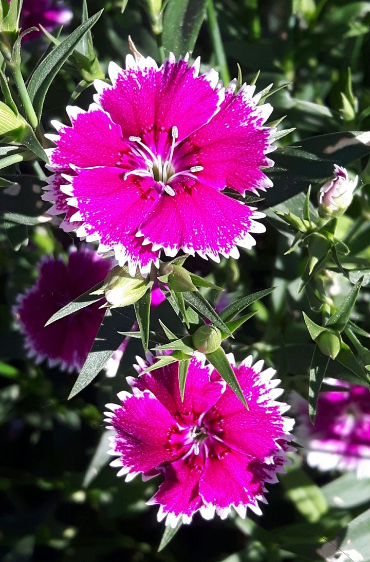 flowers