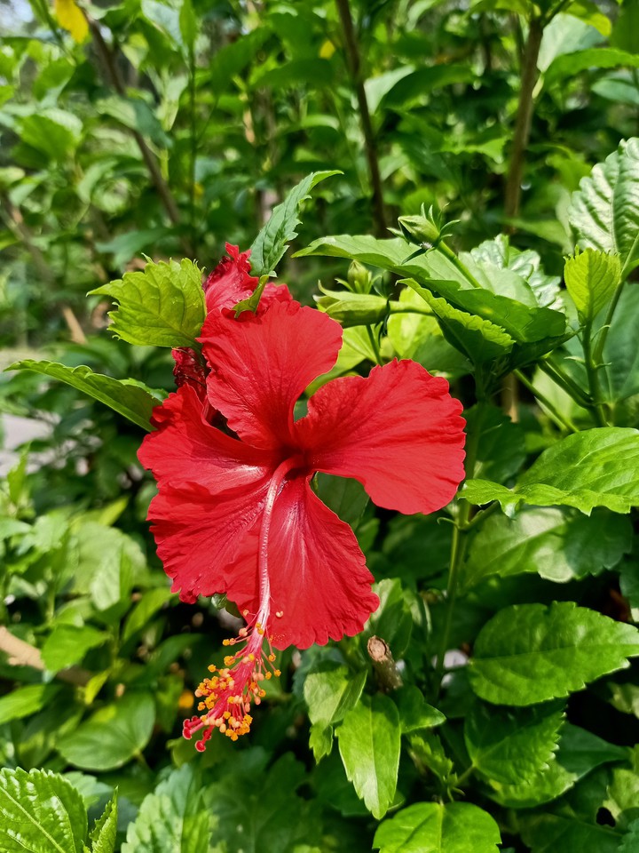 Habiscus flower..