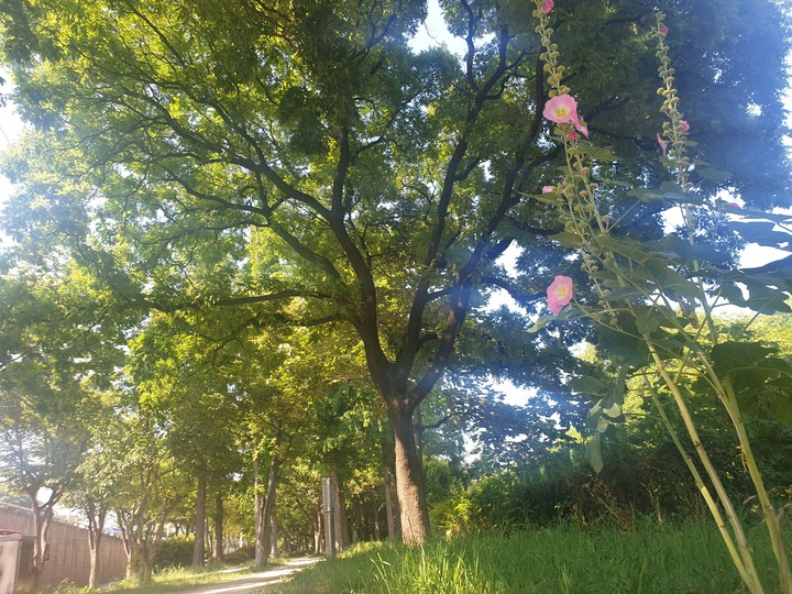forest