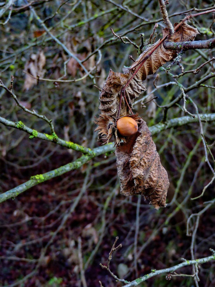 Nuts