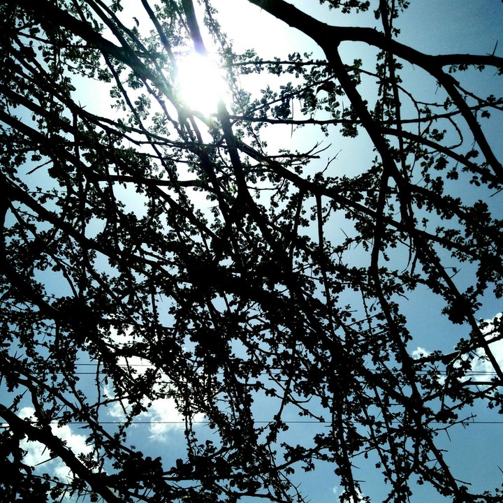 Sunlight