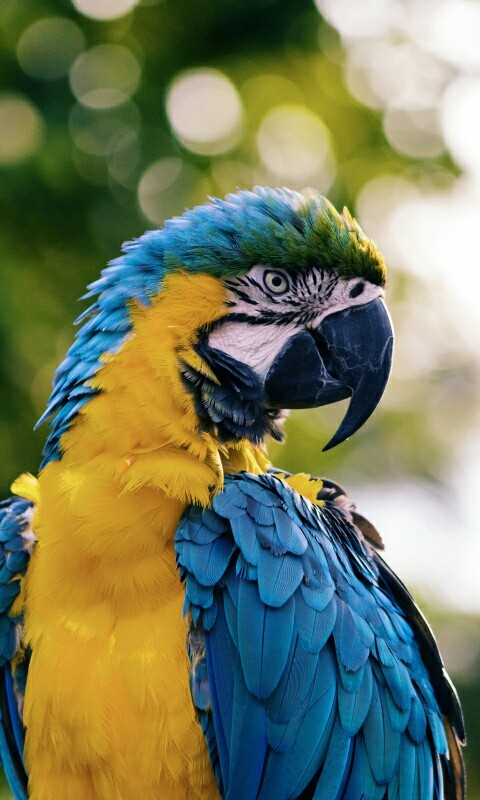 The Parrot